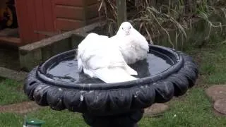 White doves having a wash in the bird bath