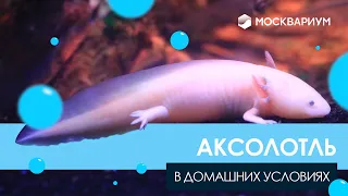 Как завести аксолотля у себя дома. Обустройство аквариума