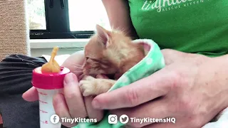 Bottle feeding a hangry kitten!  TinyKittens.com