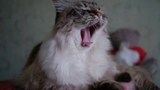 кот зевает SLOW-MO