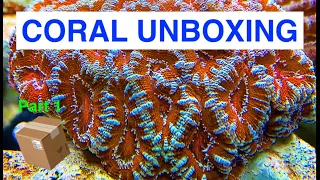 MYSTERY CORAL UNBOXING FROM CAIRNS MARINE! | CORALS | MARINE AQUARIUM| REEF TANK | Part 1