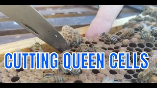 ☯️ How to CUT OUT  NATURAL QUEEN CELLS FOR SPLITS