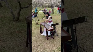 Auntie plays the Guzheng very well at Jiaobaoshan Plum blossoms park