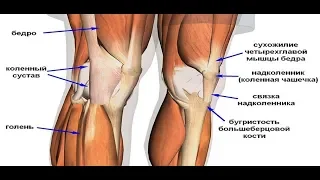 Упражнение для профилактики травм и реабилитации КОЛЕНА.