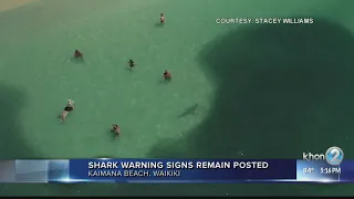 WATCH: Shark swims near beachgoers in water in Waikiki