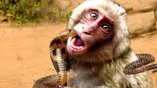 Python vs King Cobra vs Snake vs Monkey Real Fighting