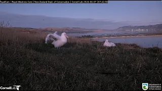 Northern royal albatross 07 06 2024 1 ~   TF & TFT