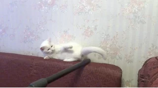 Vacuum cleaner and cat. Пылесос и кошка.