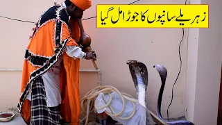 Ustad Muhammad Safdar Jogi Catching Big King Cobra Snake | New Video Naag Jogi