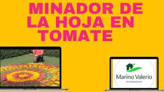 MINADOR DE LA HOJA EN TOMATE