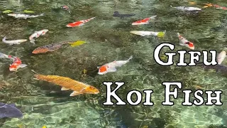Koi Fish Everywhere! Even Under Your Feet! Gujo Hachiman, Monet pond, & More in Gifu!