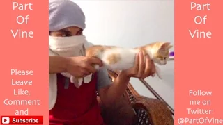 Funny Cats 2015 - Vine Compilation - BEST VINES ✔️