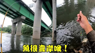 雨後溪魚聚集在岸邊，隨意釣都可以釣個痛快！