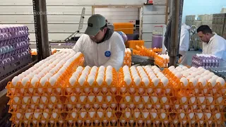 Bird flu devastates farms in California's 'Egg Basket' as outbreaks roil poultry industry