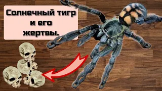 Пересадка пауков - птицеедов Psalmopoeus irminia. #паукптицеед