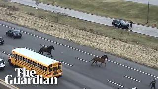 Escaped police horses make getaway down longest highway in the US