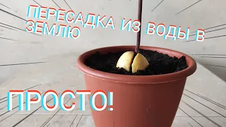 КАК ПОСАДИТЬ АВОКАДО ИЗ ВОДЫ В ЗЕМЛЮ. АВОКАДО ИЗ КОСТОЧКИ В ДОМАШНИХ УСЛОВИЯХ.