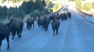 Out for a walk on a nice day