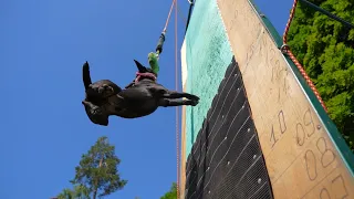 Patterdale terrier Aleks. Jump'n'Gym Fest 2022