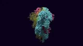 Covid-19 spike protein structure