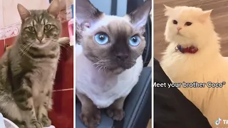 Funny Cat Videos That Will Make You LOL! 😹😂