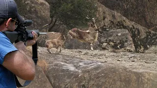 صيد الماعز الباكستاني بالبنادق😱👍💪