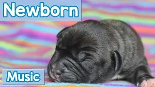 Music for Newborn Puppies! How to Calm My Dogs Newborn Litter? Maybe Relaxing Puppy Music will Help!