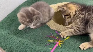 Kittens Playing With Toys 🥹