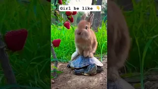 Rabbit Vs. turtle 🐢