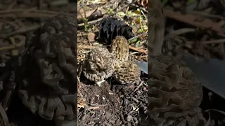 Satisfying ASMR Morel Harvesting Compilation from the California Foothills