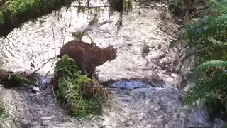 Bobcat catches salmon in rainforest