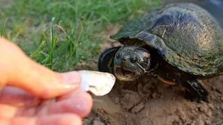 Turtles Are Ferocious!