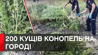 Плантацію конопель виявили поліцейські на Вінниччині