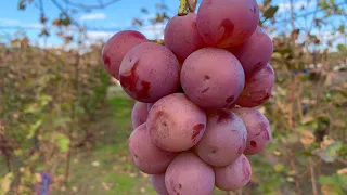 Отличный сорт винограда для хранения на зиму - Звёздные врата