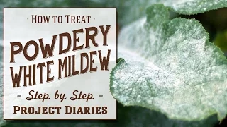 ★ How to: Treat Powdery White Mildew (A Complete Step by Step Guide)