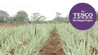 Prickly Pineapples: from farm to fork