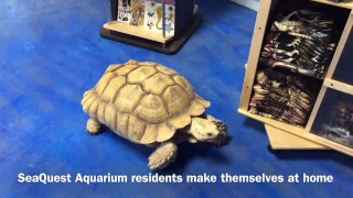 New SeaQuest Interactive Aquarium opens in Las Vegas