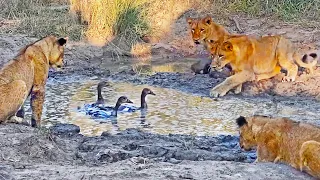 Lion Cubs Play Whack A Mole with Geese
