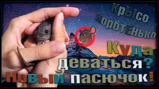 Очень маленький крысенок! Новый пасюк в нашем приюте. (Wild Rats | Дикие Крысы)