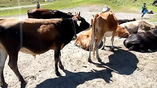 Amazing Strong Excellent Bull Meeting With Two Cow Must Watch || Village Animals ||