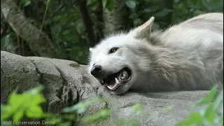 Laziest Wolf Howls (part 10)