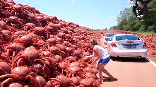 C'est pourquoi l'Australie Ne Mangera Jamais des Millions de Crabes Rouges