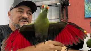 CHARLLES GANHA UM TURACO AFRICANO DO MARQUINHOS | FEITO ANIMAL | COMÉDIA SELVAGEM