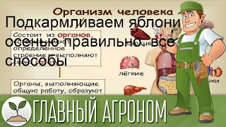 Подкармливаем яблони осенью правильно: все способы