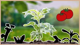 Die besten Beetpartner für Tomaten: Tomaten pflanzen in Mischkultur! 🍅🌱