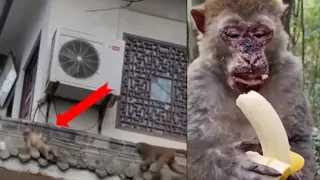 OMG, The Monkey Was Electrocuted Until His Face Was Burnt