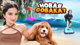 АМИНА ПРОСИТ НОВУЮ СОБАКУ 🤯 НАУЧИЛИСЬ СЕРФИТЬ 🤩 НОВЫЙ ОТЕЛЬ!!! VLOG