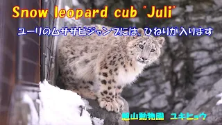 ユーリのムササビジャンプには、ひねりが入ります（旭山動物園　ユキヒョウのユーリ）~ Snow leopard cub "Juli" ~