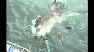 Great White Shark cage dive on 5th January 2014 in Gansbaai, South Africa