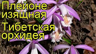 Плейоне изящная Тибетская орхидея. Краткий обзор, описание pleione formosana Tibetskaia orhideia